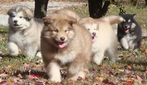 Hudsons Malamutes -  Fuzzy Alaskan Malamute Puppies!