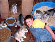 Hudons Malamutes - Alex with Rubys puppies