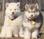 Hudson's Malamutes - Adorable Gray & White Puppy! - A Puppy is a big investment. You have to have love and understanding. You have to have a commitment to training.