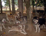 Hudson's Malamutes - All my dogs are socialized together and live with each other peacefully.